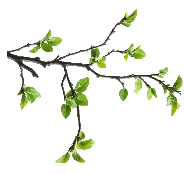 Tree branch